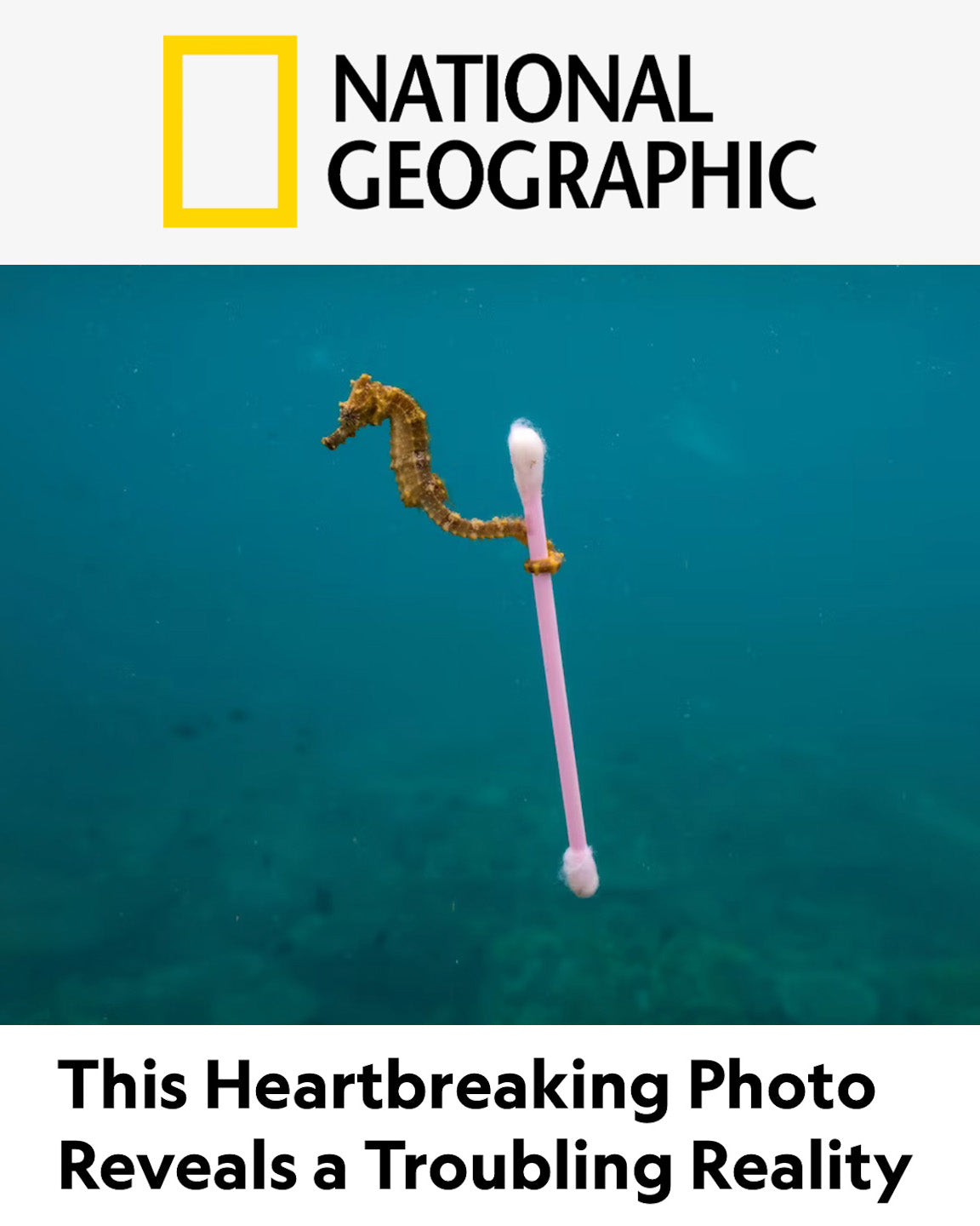 'Cotton Bud Seahorse'