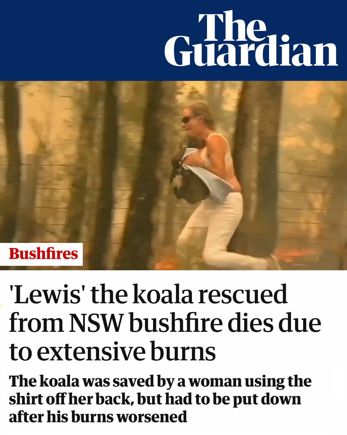 'Flaming Koala'
