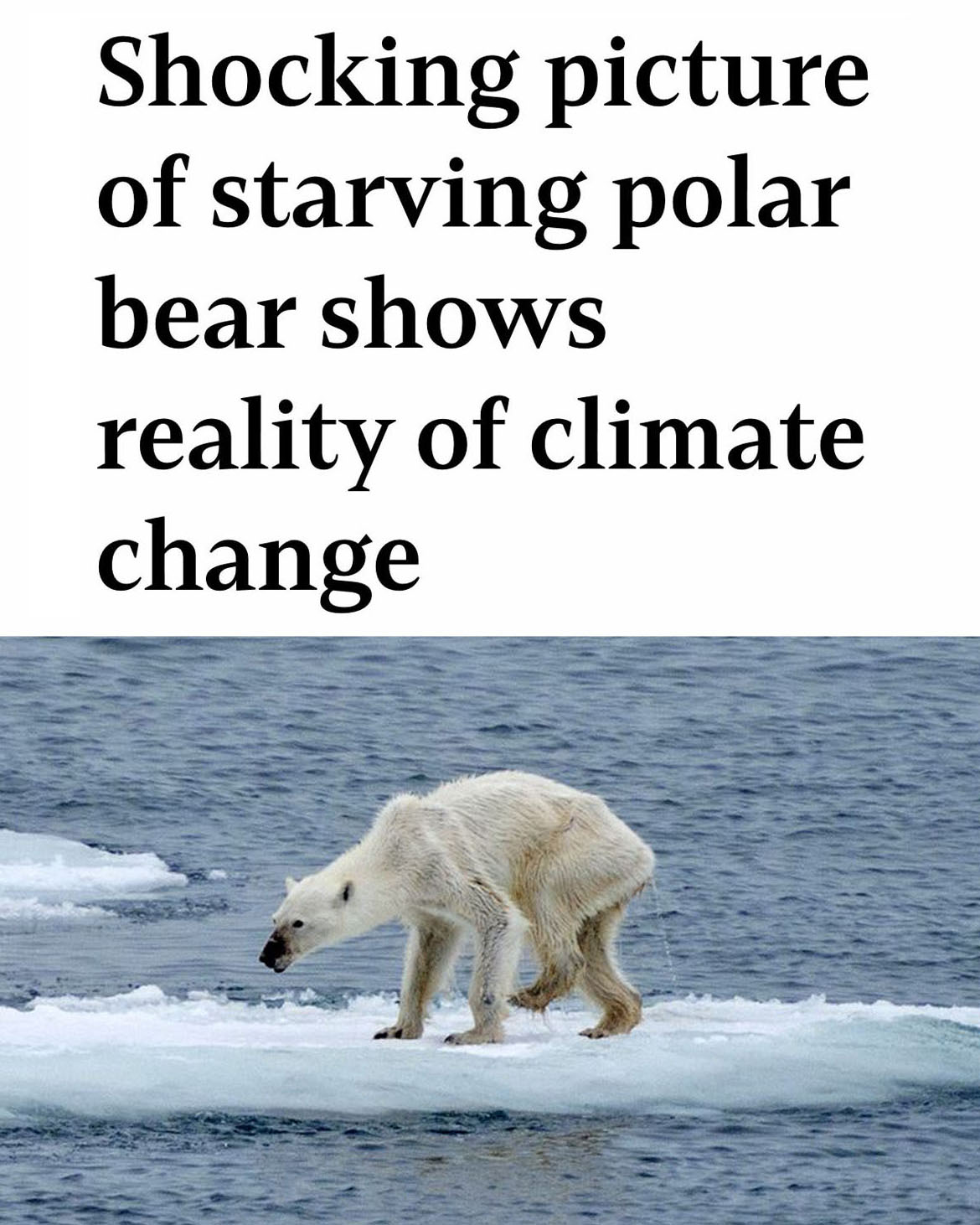 'Starving Polar Bear'