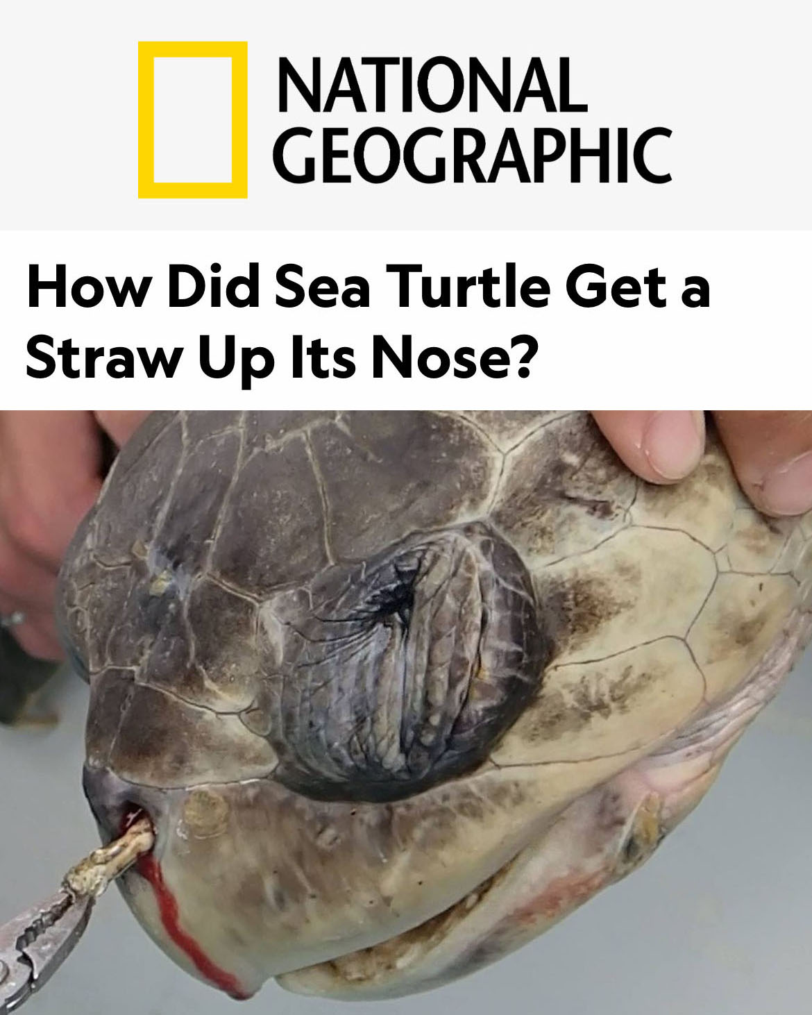 'Straw Turtle'