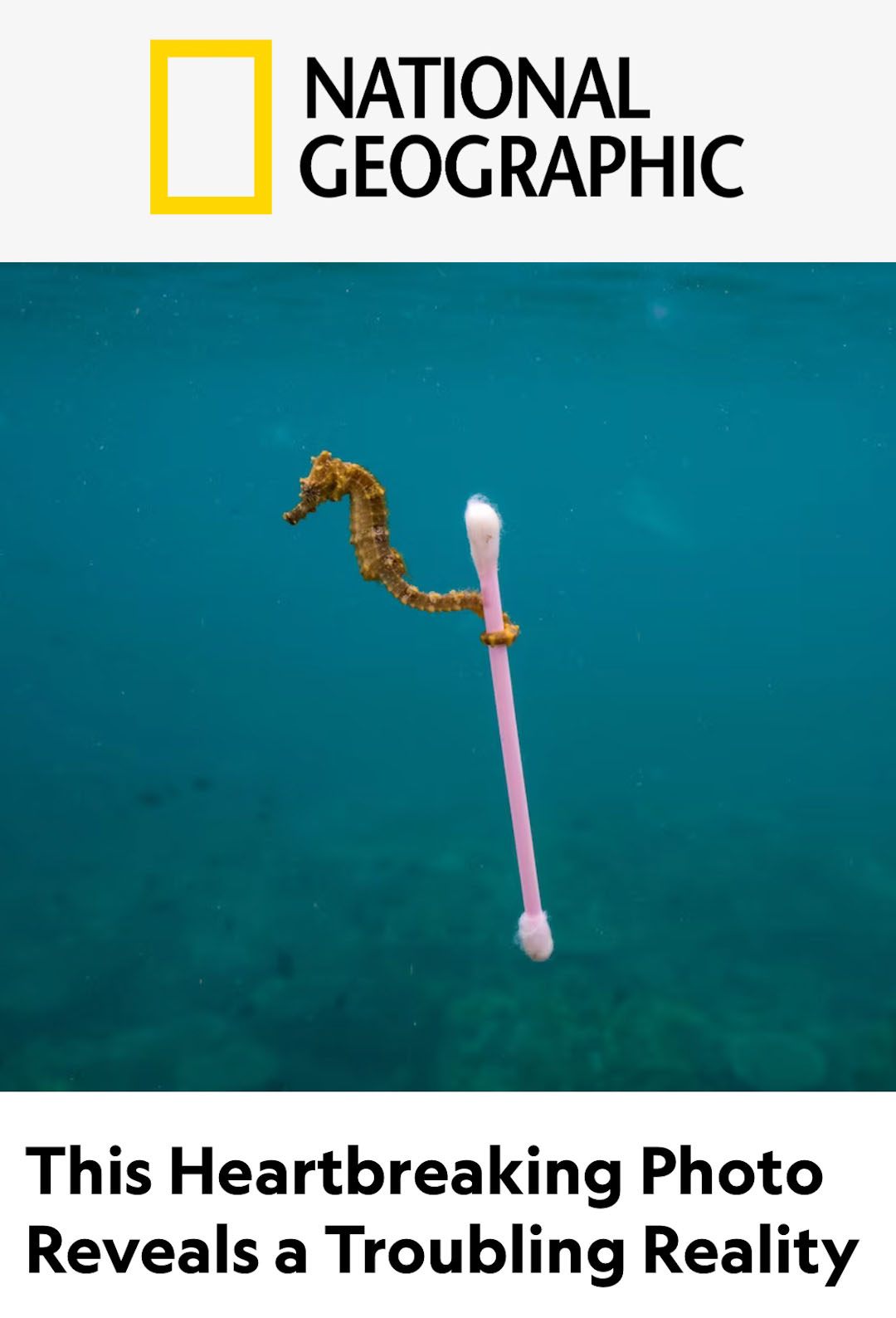 'Cotton Bud Seahorse'