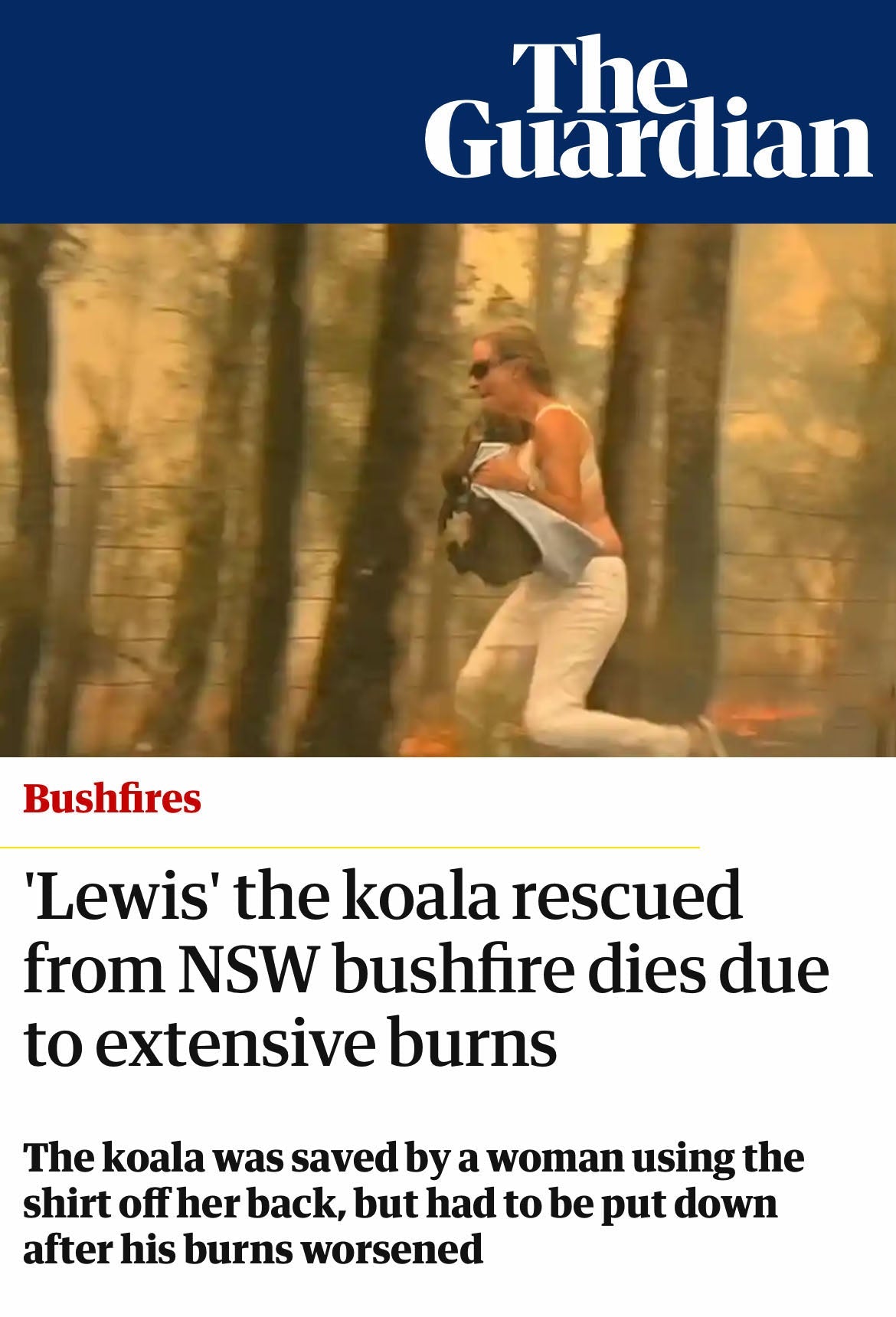 'Flaming Koala'